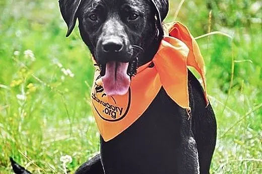 Silver piękny labek wciąż bezdomny,  Labrador retr