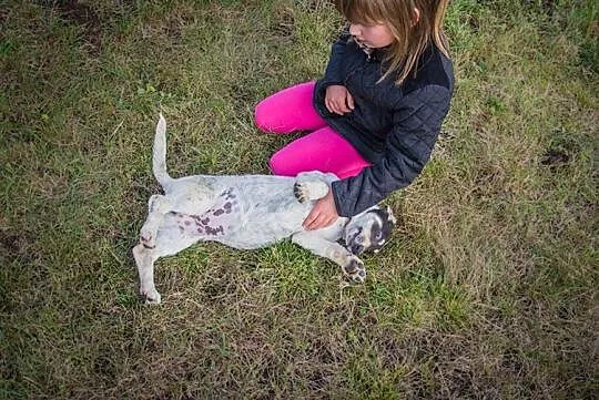 Cudowna 5 miesięczna Zosia SZCZENIAK w kropki szuk