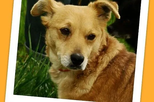Młoda,średnia,przemiła suczka TOLA,łagodna,towarzyska_Adopcja_