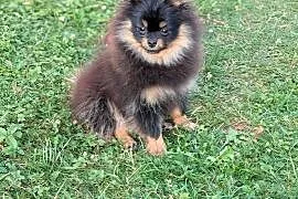 Pomeranian szpic miniatorowy