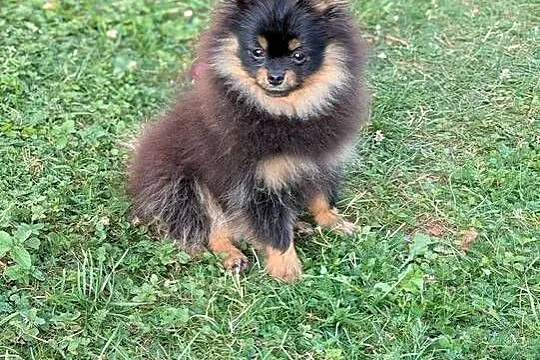 Pomeranian szpic miniatorowy