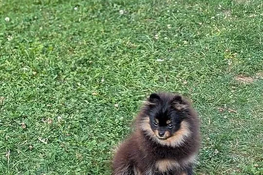 Pomeranian szpic miniatorowy, Małopolskie, Wieliczka