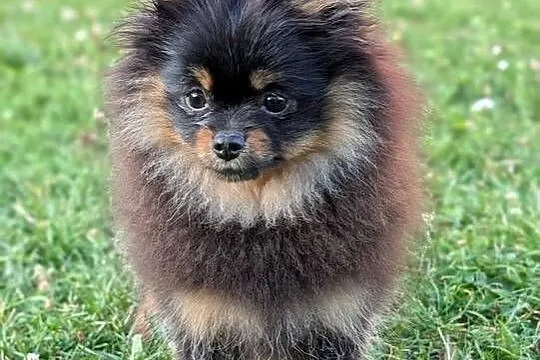 Pomeranian szpic miniatorowy, Małopolskie, Wieliczka
