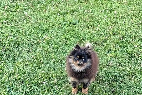 Pomeranian szpic miniatorowy, Małopolskie, Wieliczka