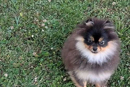 Pomeranian szpic miniatorowy, Małopolskie, Wieliczka