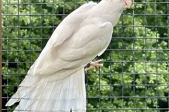 Rozella królewska albino samica