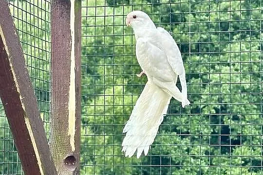 Rozella królewska albino samica, Małopolskie, Wieliczka