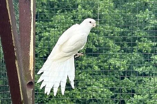 Rozella królewska albino samica, Małopolskie, Wieliczka