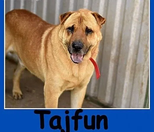 40 kg,mix shar peia,do domu z ogrodem, ,czyjny odw