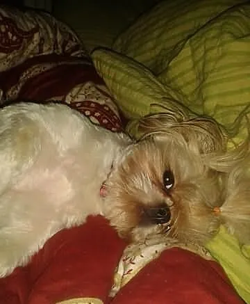 Szukam reproduktora dla SHIH TZU
