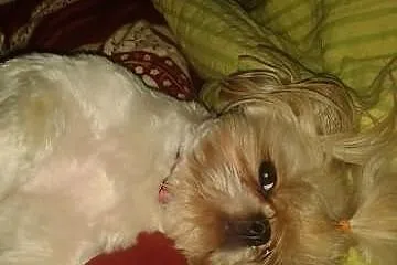 Szukam reproduktora dla SHIH TZU