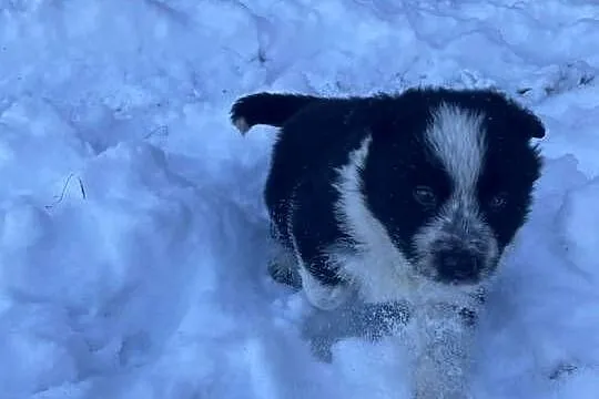 Pieski border collie, Małopolskie, Załuczne