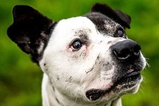 Po co psa kupować, jeżeli idealnego Bratka można adoptować !, Mazowieckie, Warszawa