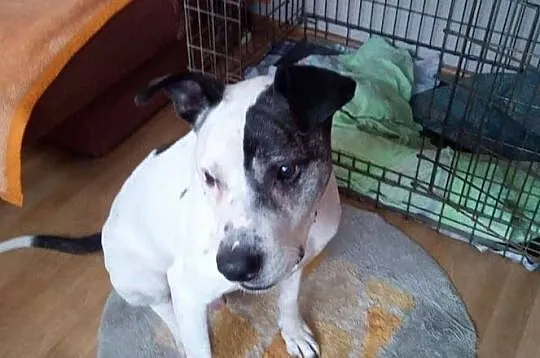 Po co psa kupować, jeżeli idealnego Bratka można adoptować !, Mazowieckie, Warszawa