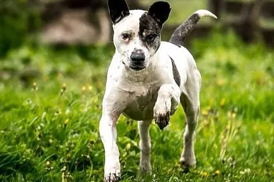 Po co psa kupować, jeżeli idealnego Bratka można adoptować !, Mazowieckie, Warszawa