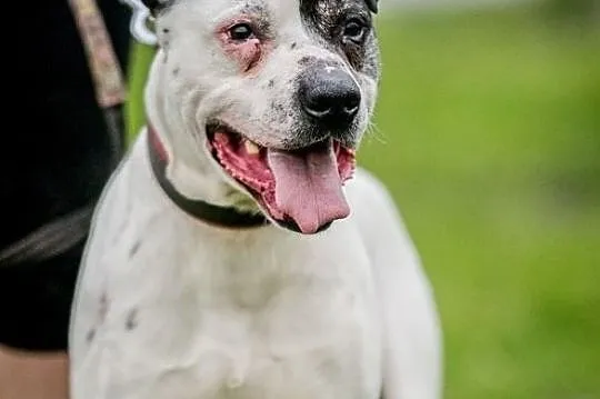 Po co psa kupować, jeżeli idealnego Bratka można adoptować !, Mazowieckie, Warszawa