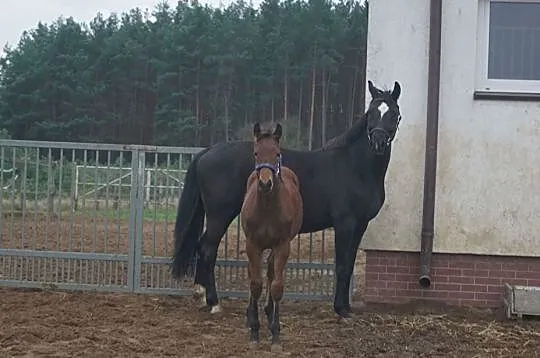 Granit