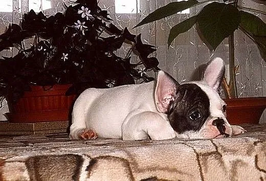Buldog francuski, Buldog cała Polska