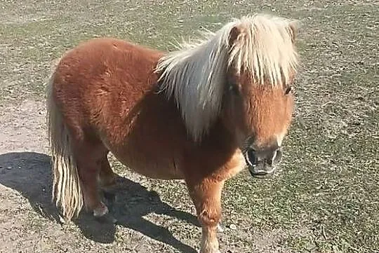 Kuc szetlandzki 1-roczny OGIEREK