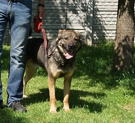 Max -fajny psi kumpel czeka na swojego człowieka,
