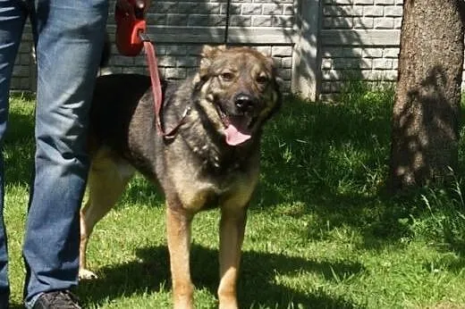Max -fajny psi kumpel czeka na swojego człowieka, 