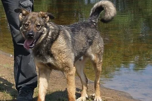 Max -fajny psi kumpel czeka na swojego człowieka, 