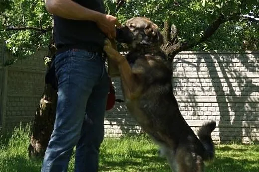 Max -fajny psi kumpel czeka na swojego człowieka, 