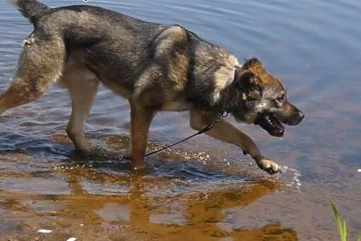 Max -fajny psi kumpel czeka na swojego człowieka, 