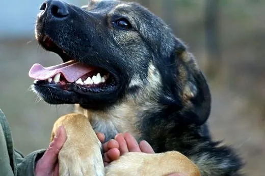 Max -fajny psi kumpel czeka na swojego człowieka, 