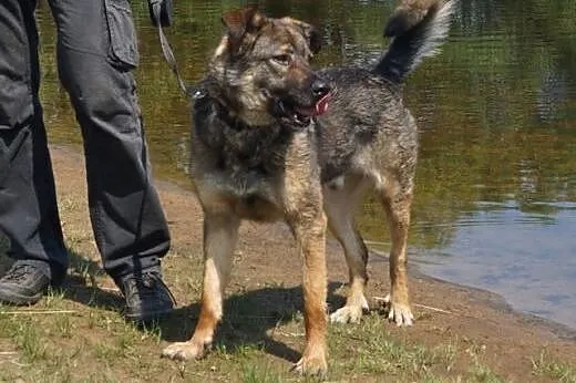 Max -fajny psi kumpel czeka na swojego człowieka, 