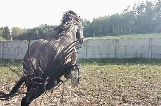 Stanówka ogierem fryzyjskim ,fryz, GRAJEK S., Biała