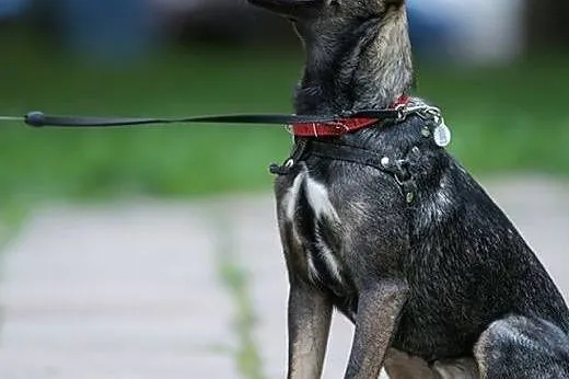 Ok. 6-miesięczna kochana Czika czeka na swojego cz