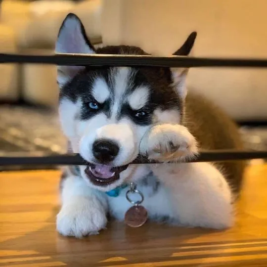 Słodkie szczenięta husky syberyjskiego......................................., , Warsaw