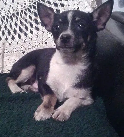 Chihuahua, piesek, 3 m-ce., śląskie Bielsko-Biała