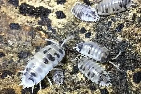 Stonogi Porcellio laevis