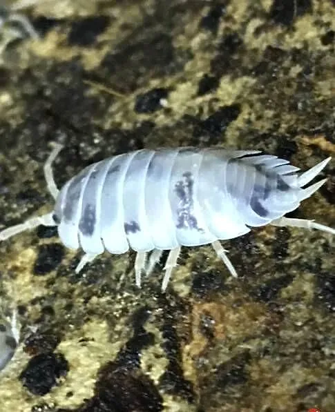Stonogi Porcellio laevis