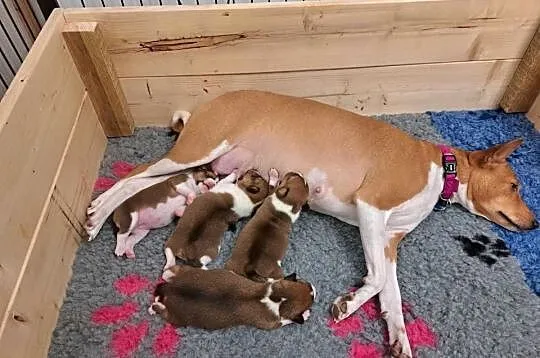 Basenji szczenię