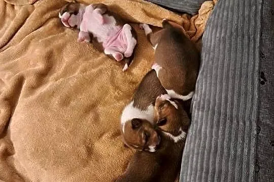 Basenji szczenię, Pomorskie, Słupsk
