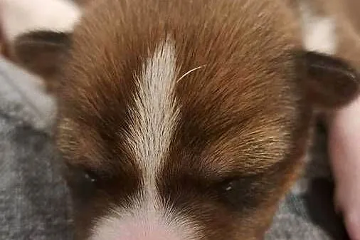 Basenji szczenię, Pomorskie, Słupsk