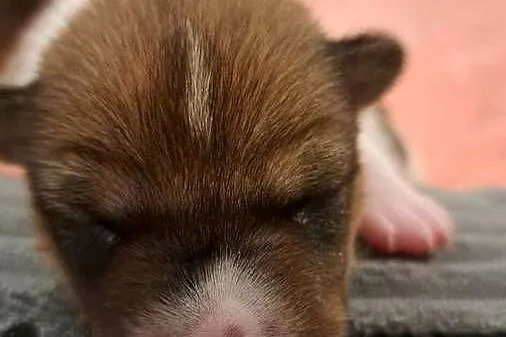 Basenji szczenię, Pomorskie, Słupsk