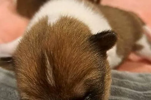 Basenji szczenię, Pomorskie, Słupsk