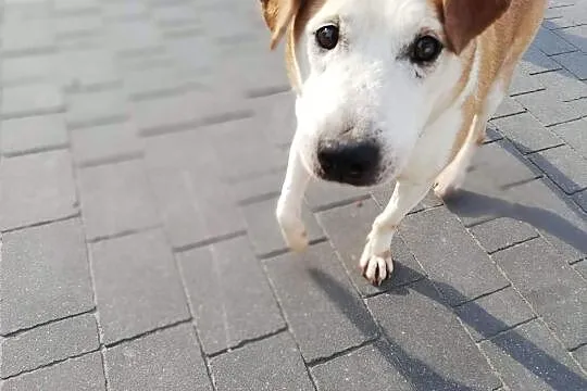 Edzio - Twój przyjaciel na lata :), Mazowieckie, Warszawa