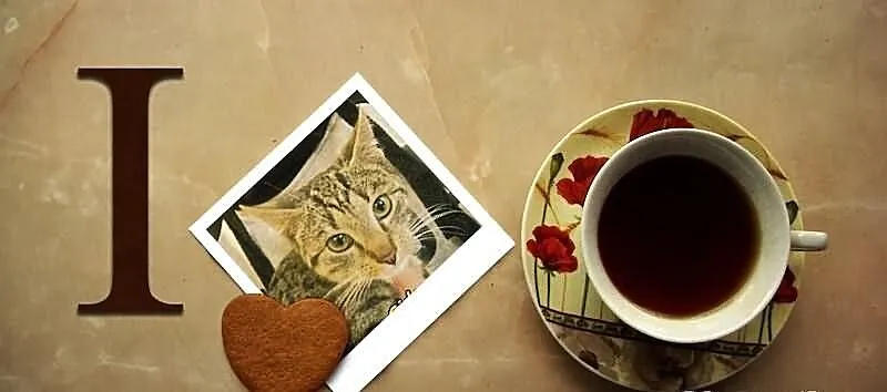 Sida, kochana kotka po aputacji nóżki szuka domu P