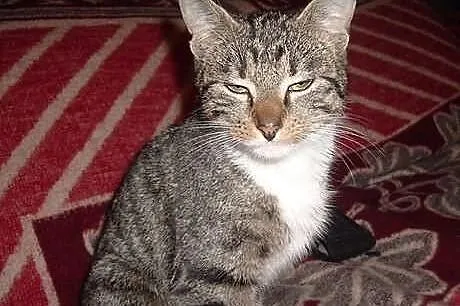 Sida, kochana kotka po aputacji nóżki szuka domu P