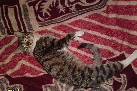 Sida, kochana kotka po aputacji nóżki szuka domu P