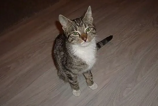 Sida, kochana kotka po aputacji nóżki szuka domu P