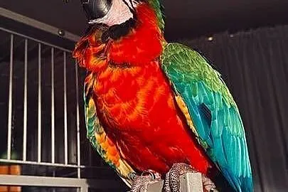 Ara Harlequin 1 rok – ręcznie karmiona, oswojona + klatka Montana Cages, Lubelskie, Lublin