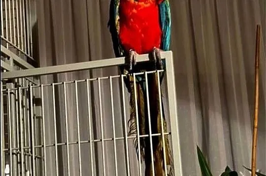 Ara Harlequin 1 rok – ręcznie karmiona, oswojona + klatka Montana Cages, Lubelskie, Lublin
