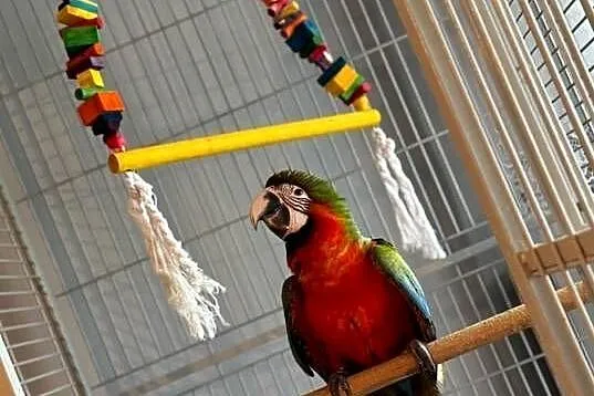 Ara Harlequin 1 rok – ręcznie karmiona, oswojona + klatka Montana Cages, Lubelskie, Lublin