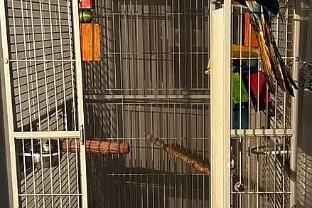 Ara Harlequin 1 rok – ręcznie karmiona, oswojona + klatka Montana Cages, Lubelskie, Lublin